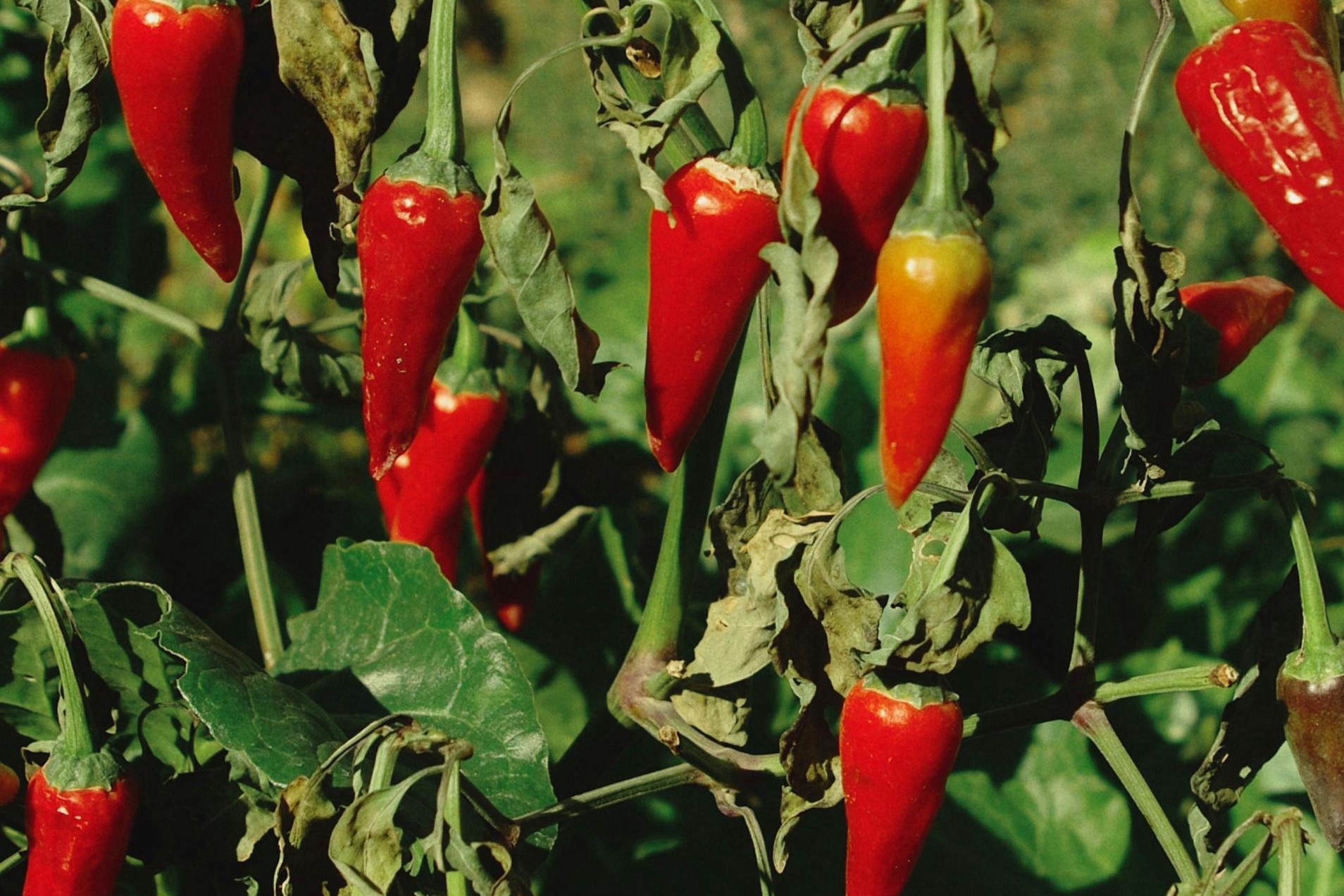 Bio- und Freilandzertifikate verstehen: Unterschiede, Prüfung und Anforderungen